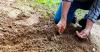 Farmer planting seeds in soil